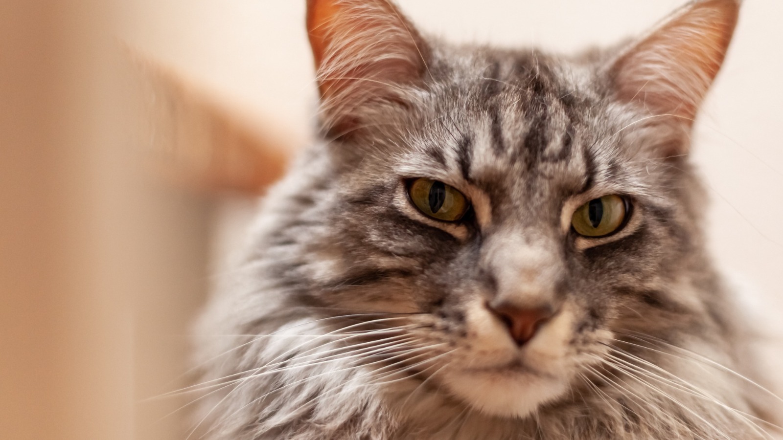 Saiba mais sobre: Estudo em gatos com demência felina ajuda a entender mecanismos do Alzheimer em humanos